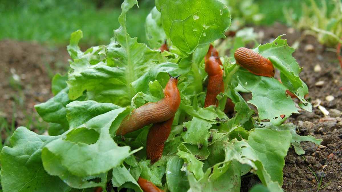 Fini le jardin et le potager dévastés grâce à cette astuce anti-limaces naturelle et très efficace à 0 euro !